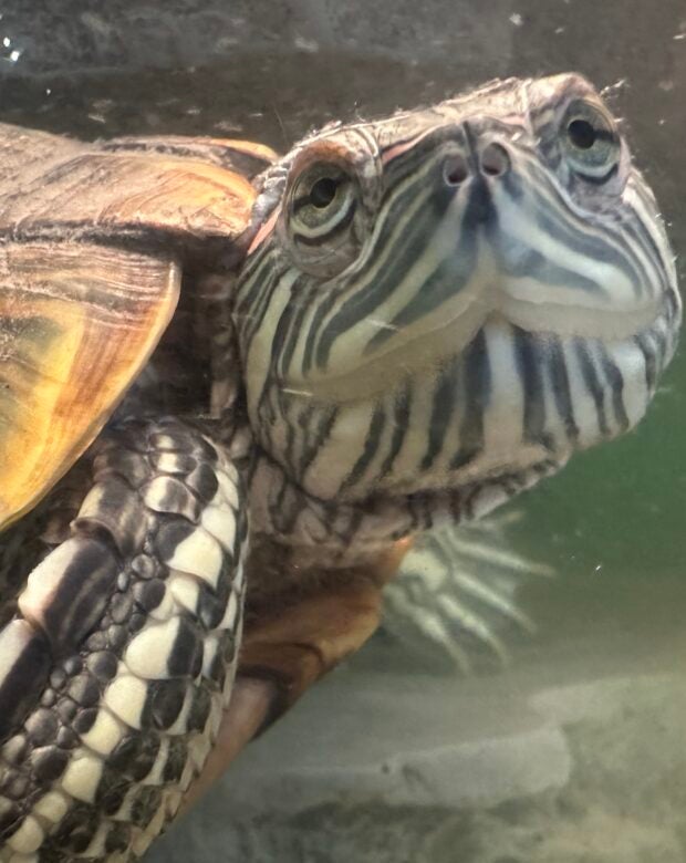 close up of a turtle's face.