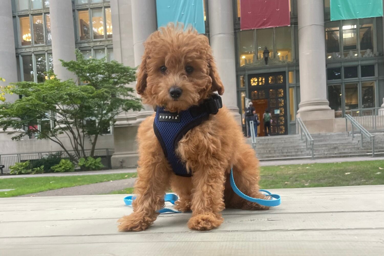 dog on a table in front of Harvard Law banners
