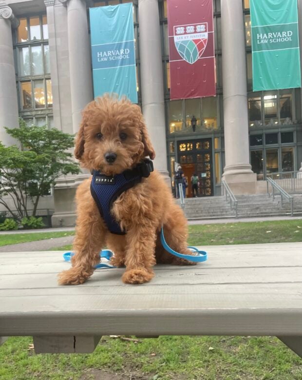 dog on a table in front of Harvard Law banners