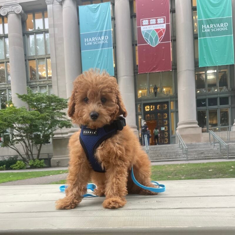dog on a table in front of Harvard Law banners