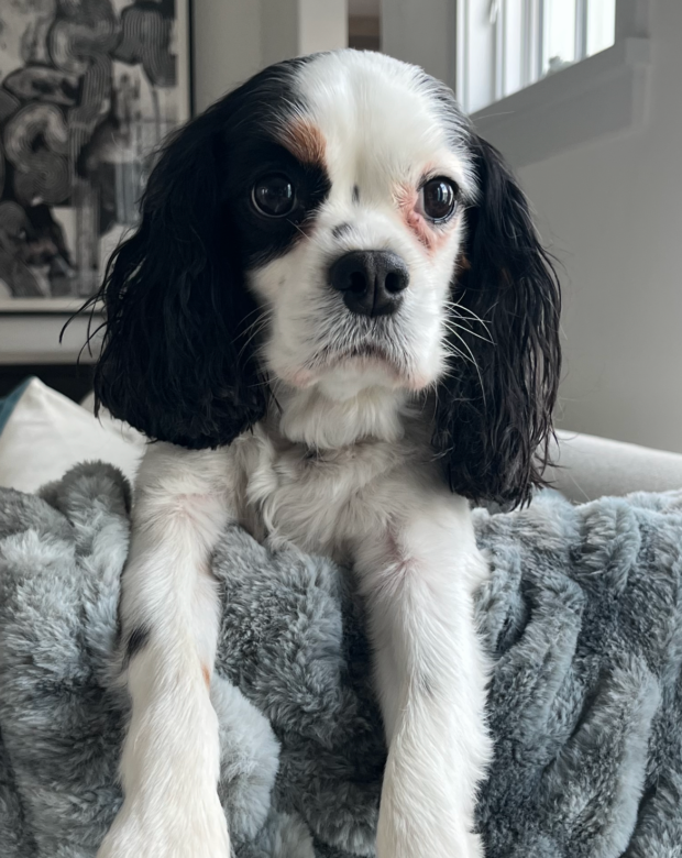 dog with paws over a chair.