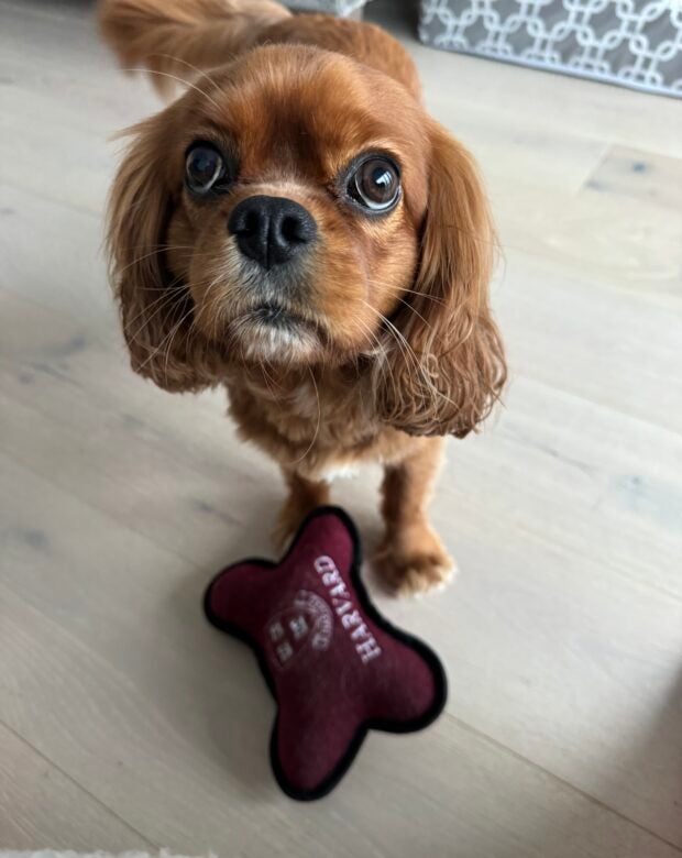 dog near a Harvard pillow.