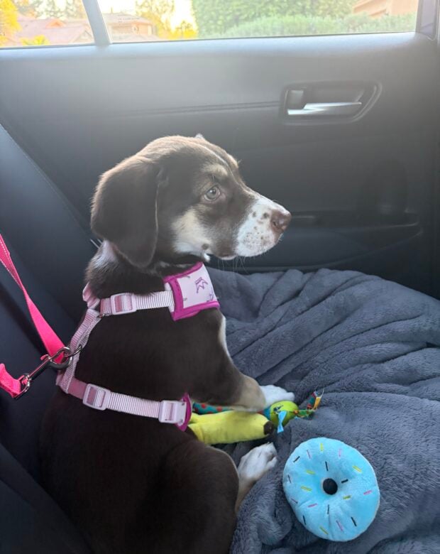 dog in harness in car