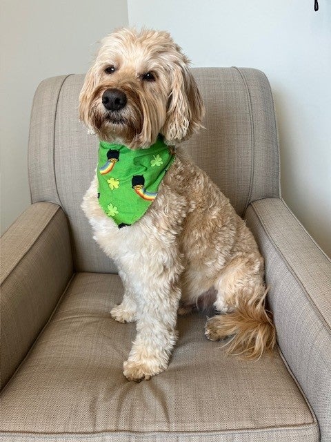 Dog in bandana sitting in chair.
