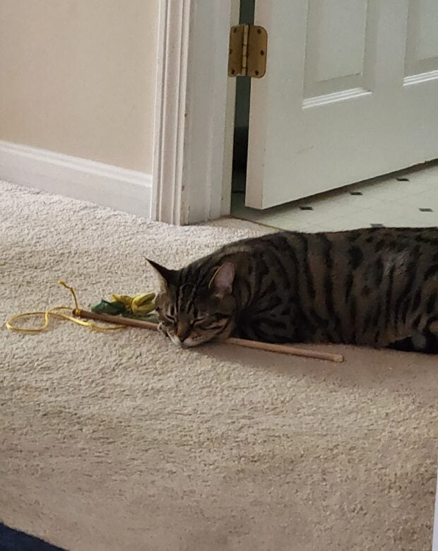 cat sleeping on the floor.