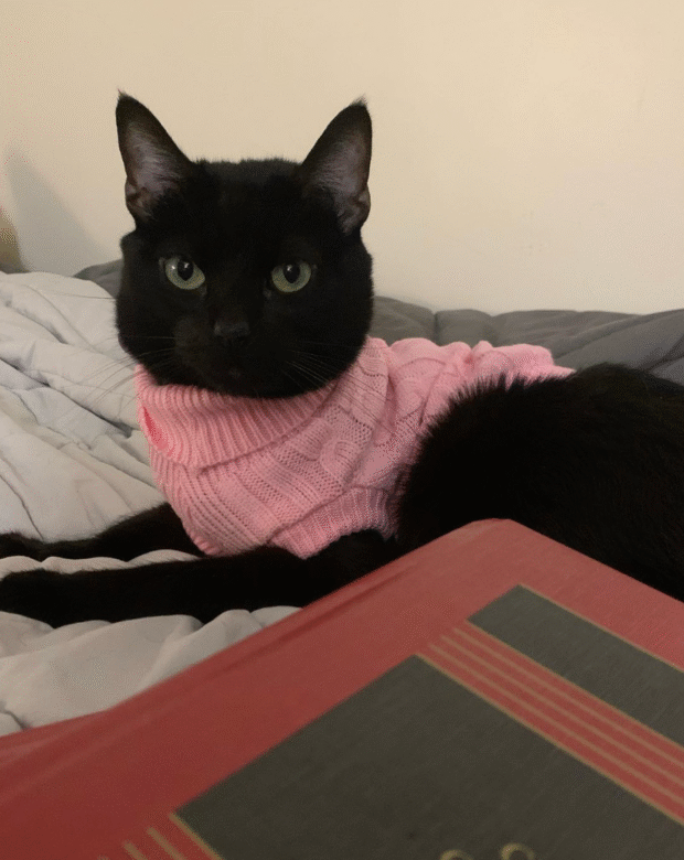 black cat wearing a pink sweater.
