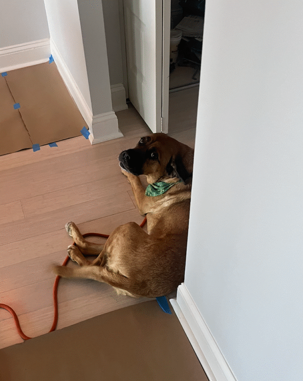 A dog laying on the floor.