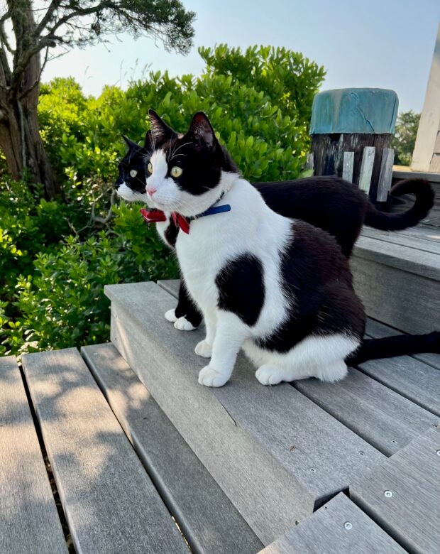 two black and white cats
