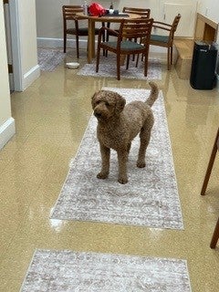 dog standing in hall.