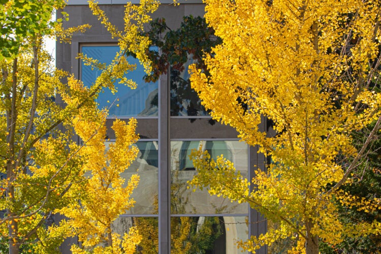 Fall leaves on HLS Campus