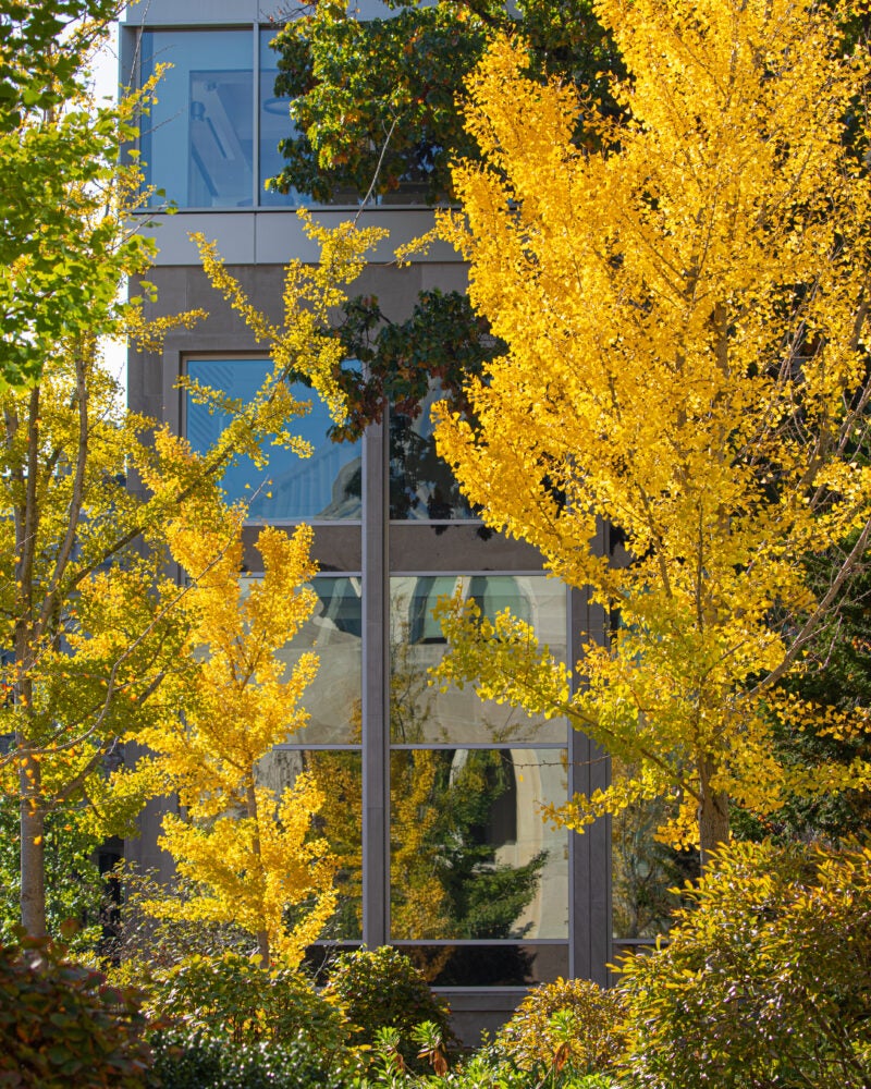 Fall leaves on HLS Campus