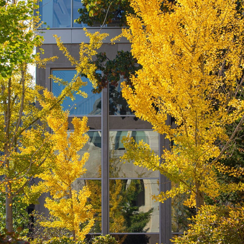 Fall leaves on HLS Campus