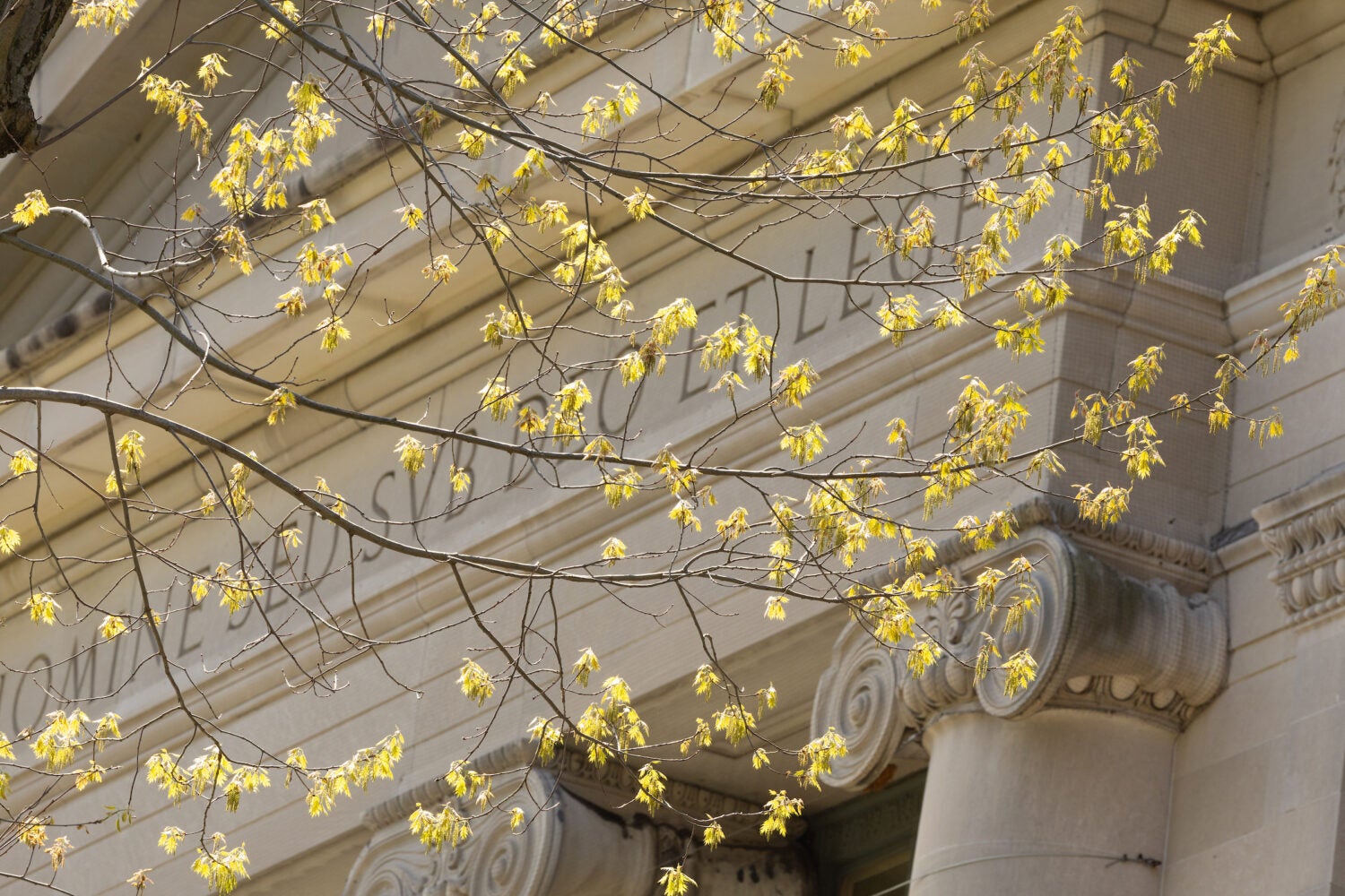 Top of a building through the yellow spring leaves of a nearby tree.