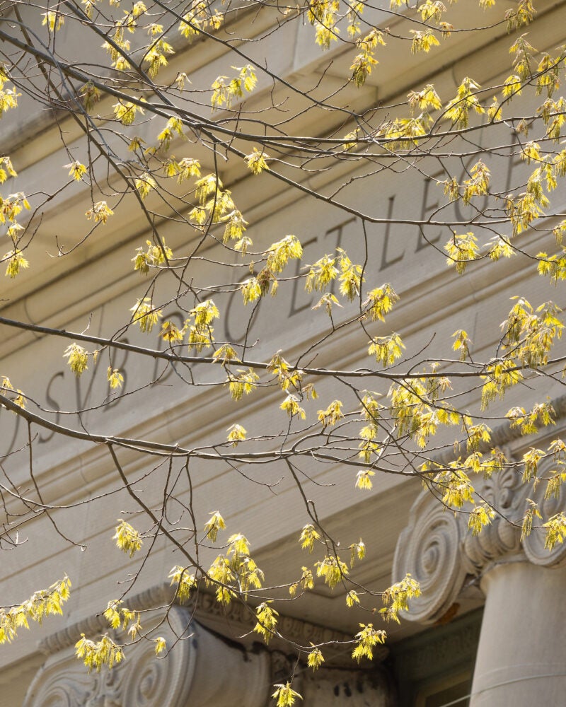Top of a building through the yellow spring leaves of a nearby tree.