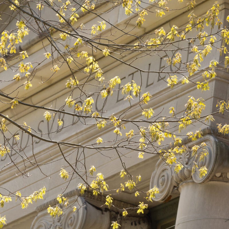 Top of a building through the yellow spring leaves of a nearby tree.