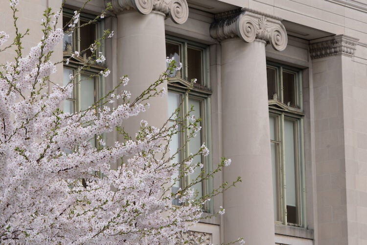 Trees blossoming in front of Langdell Hall