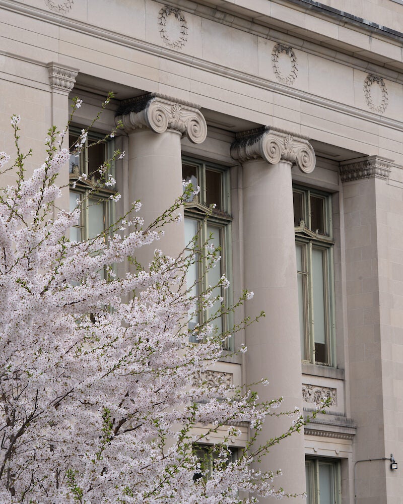 Trees blossoming in front of Langdell Hall