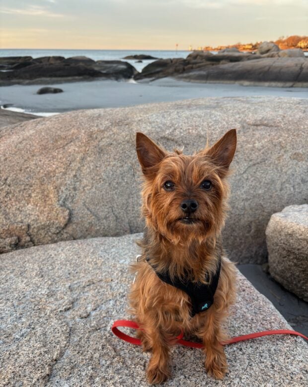 dog on a rock at the beach.