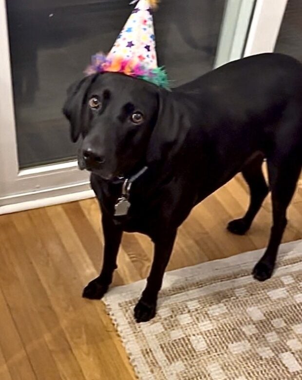 Black dog with a birthday hat