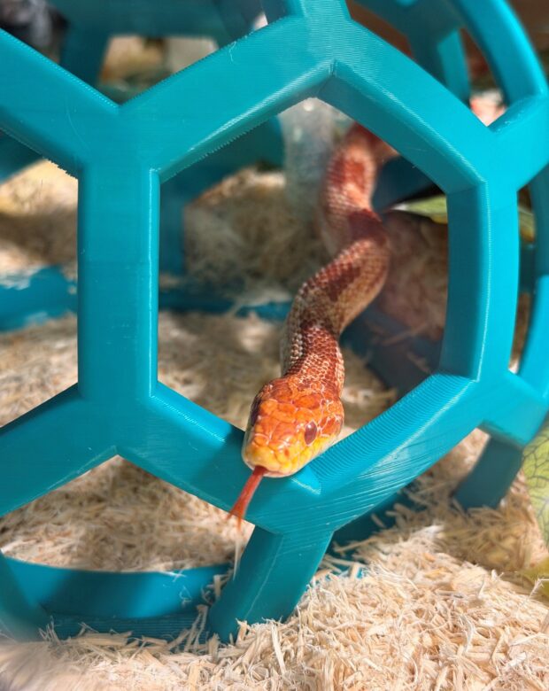 snake with its tongue out