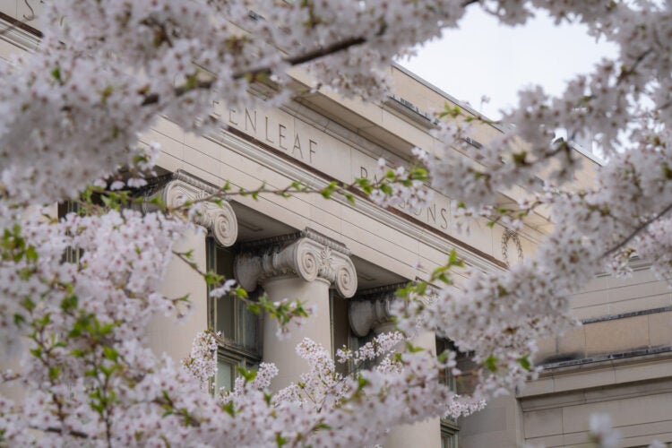 Cherry blossoms in front of an ornate stone building with classical columns.