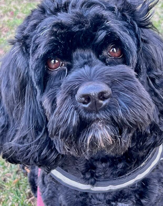 close up on a curly black dog face