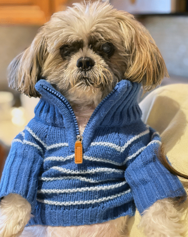 Dog in a sweater.