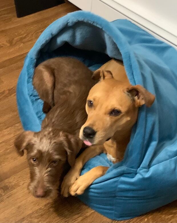 two dogs in a dog bed.