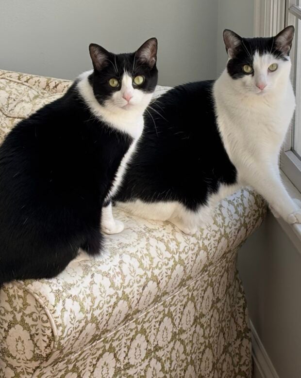 two black and white cats