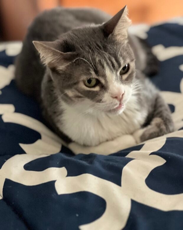 grey and white cat sitting on a blue patterned blanket