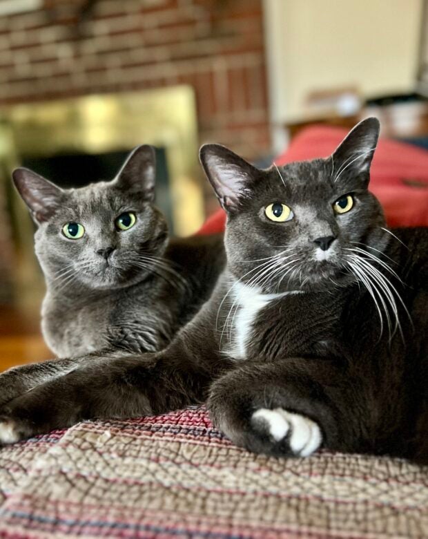 two grey and white cats