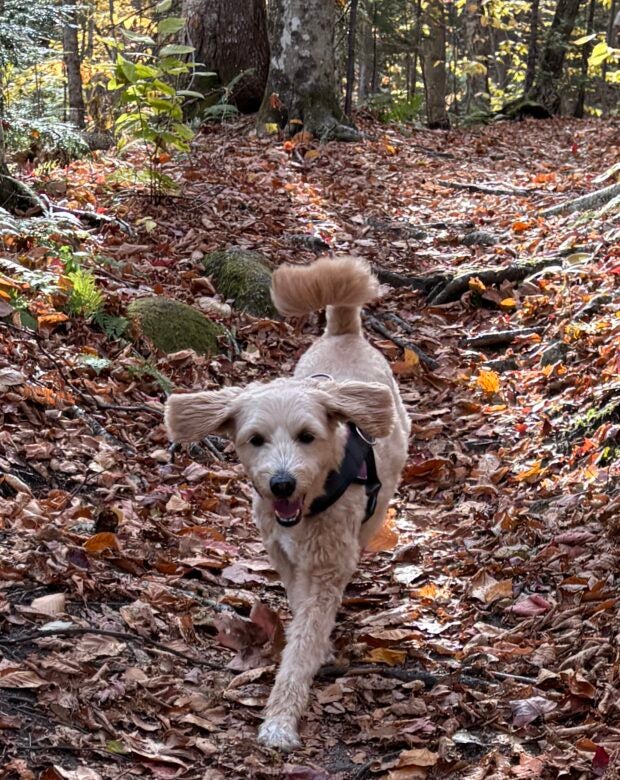 dog running in the woods.