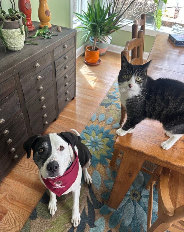 dog in Harvard bandana and cat on a table.