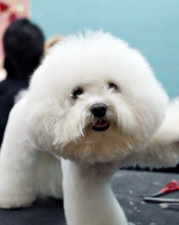 white fluffy dog.