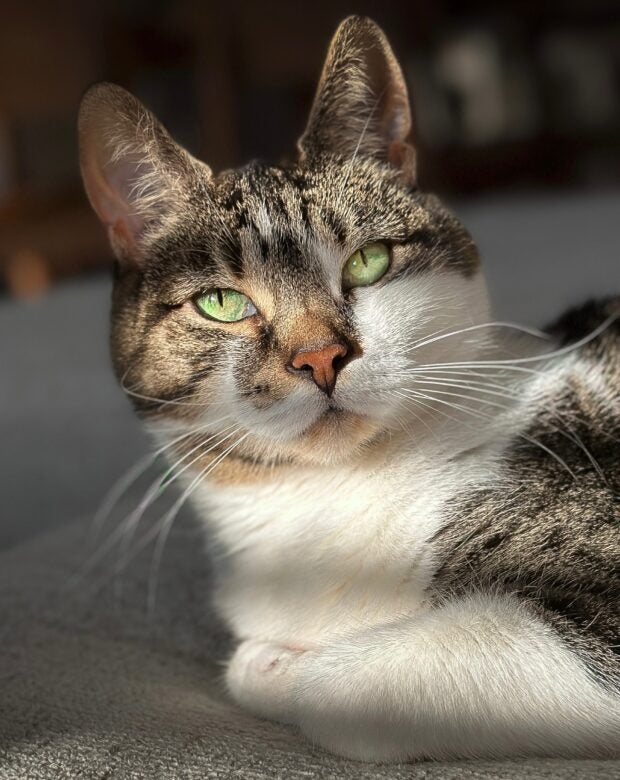 green-eyed cat looking up at the camera