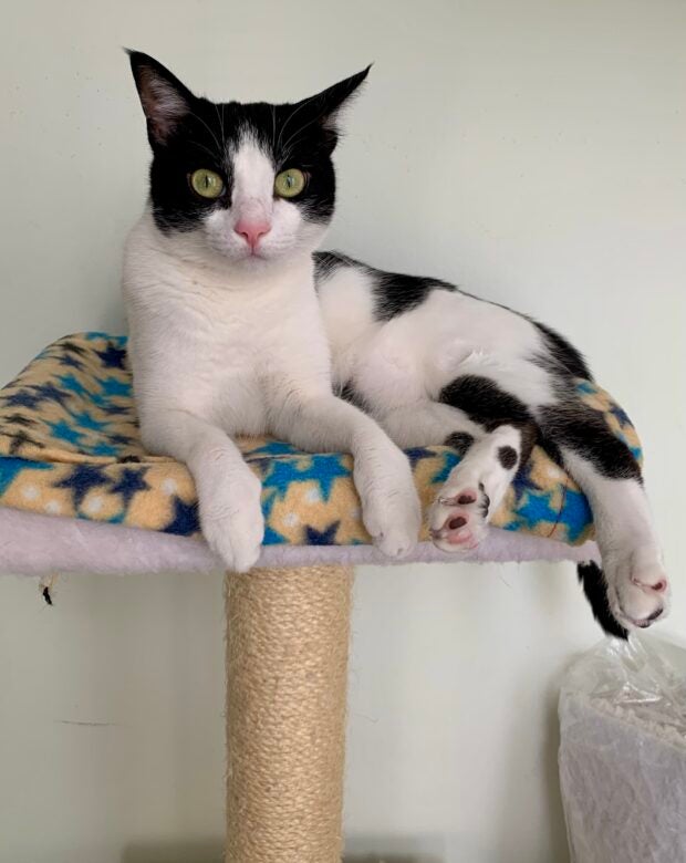 cat sitting on a post.