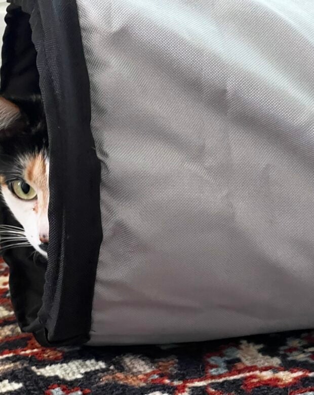 cat peeking out from a tube