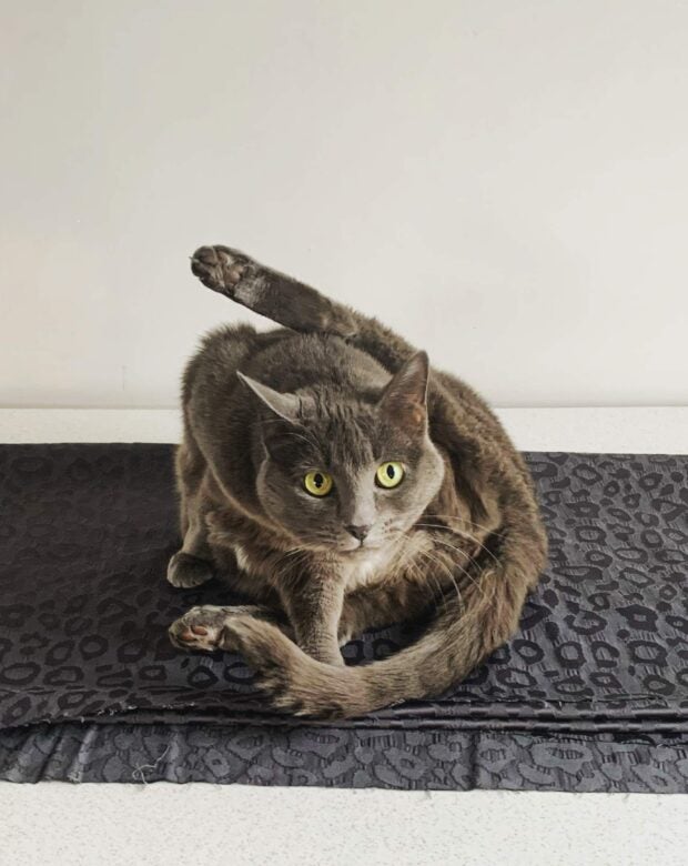 Gray cat on gray fabric.