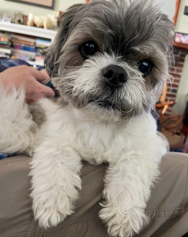 dog with paws over edge of couch.