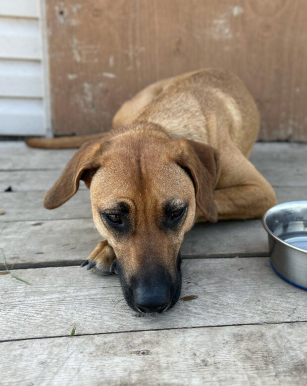 dog lying next to bowl.