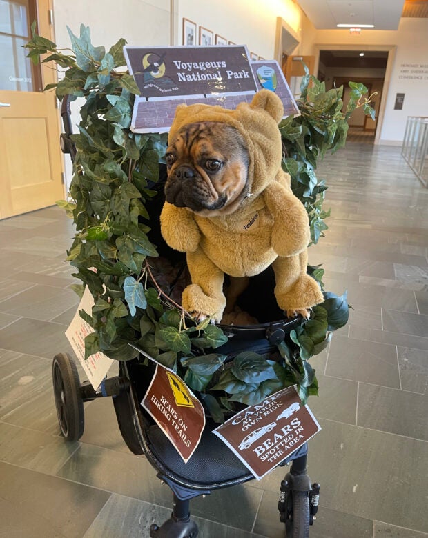 dog in a bear costume on a stroller.
