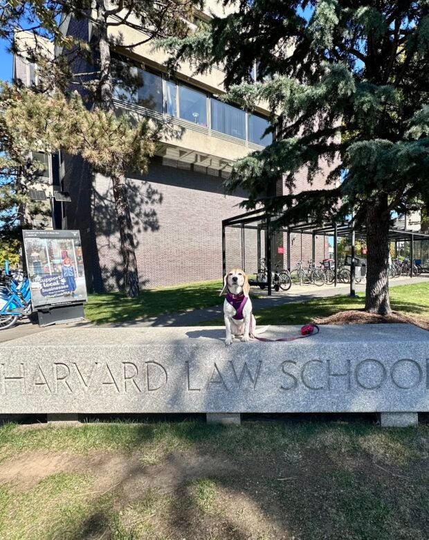 dog on a Harvard Law School bench.