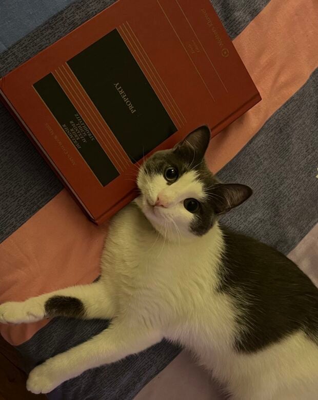 cat lying next to a book.