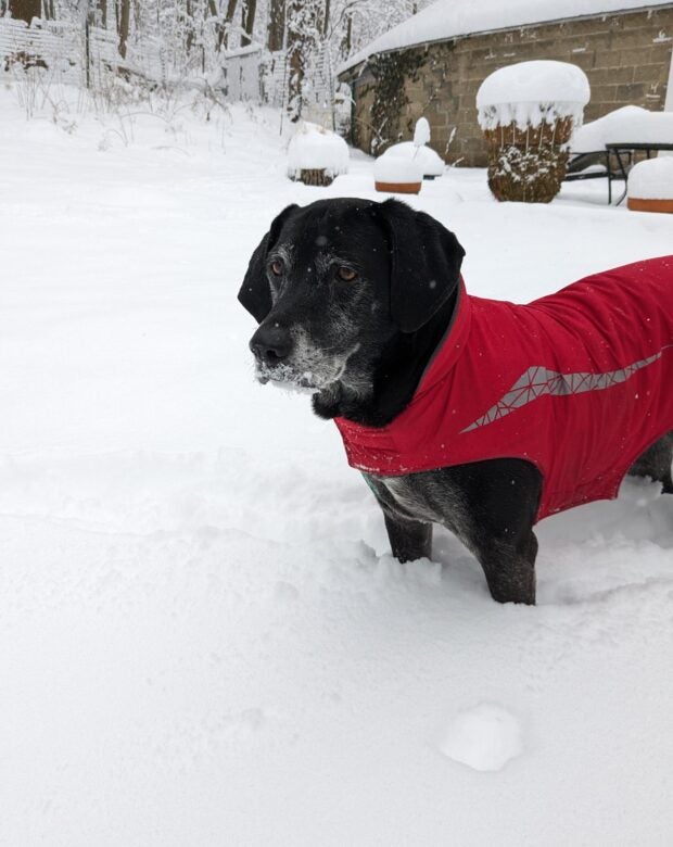 dog in a vest in the snow.
