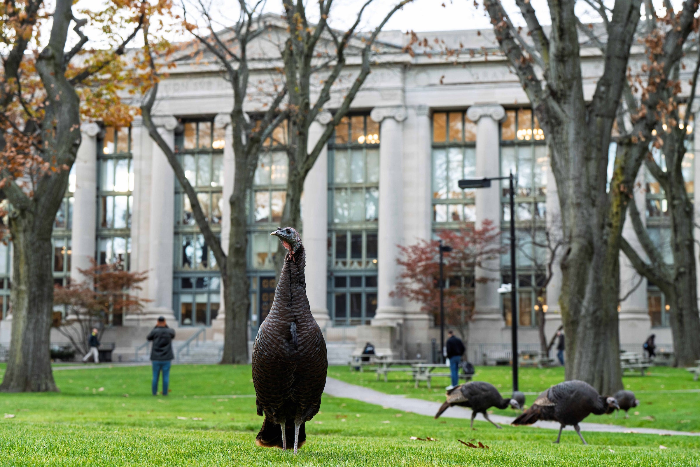 Turkeys walk across a field in front of a large building with columns and trees.