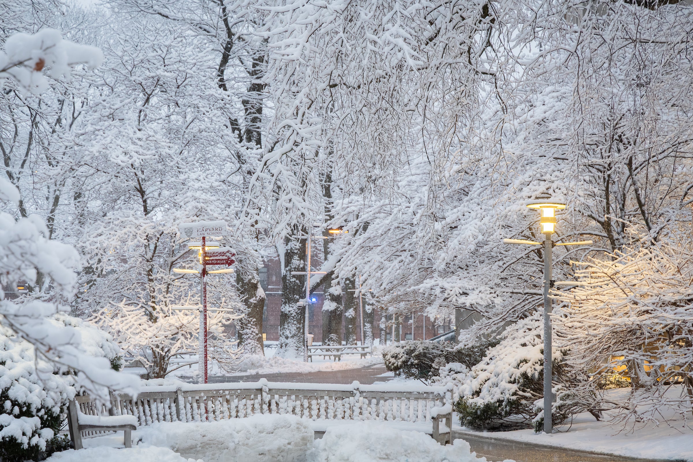 Trees covered in snow with sidewalks, lampposts, and benches.