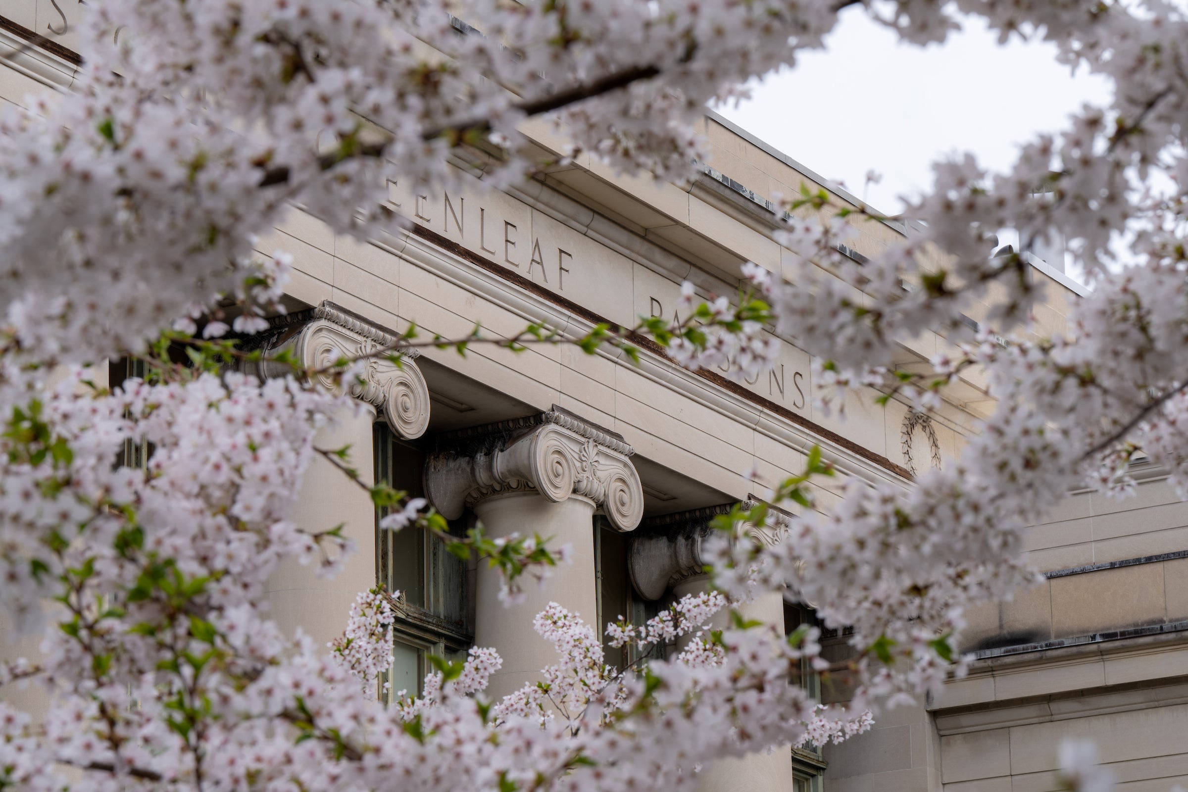 A stone building with columns behind a tree with pale pink flowers.