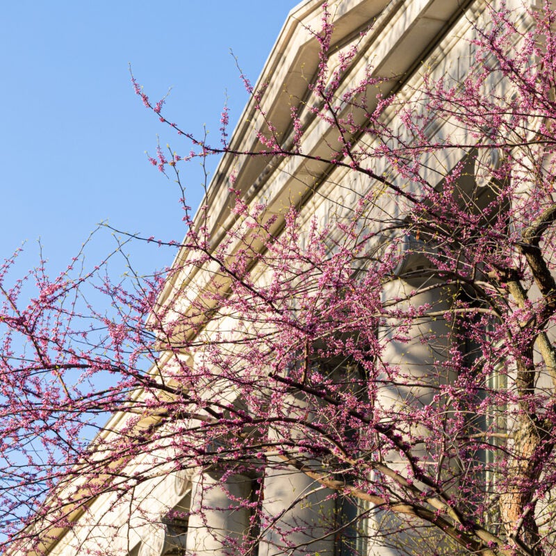Tree with pink flowers in front of building with columns.