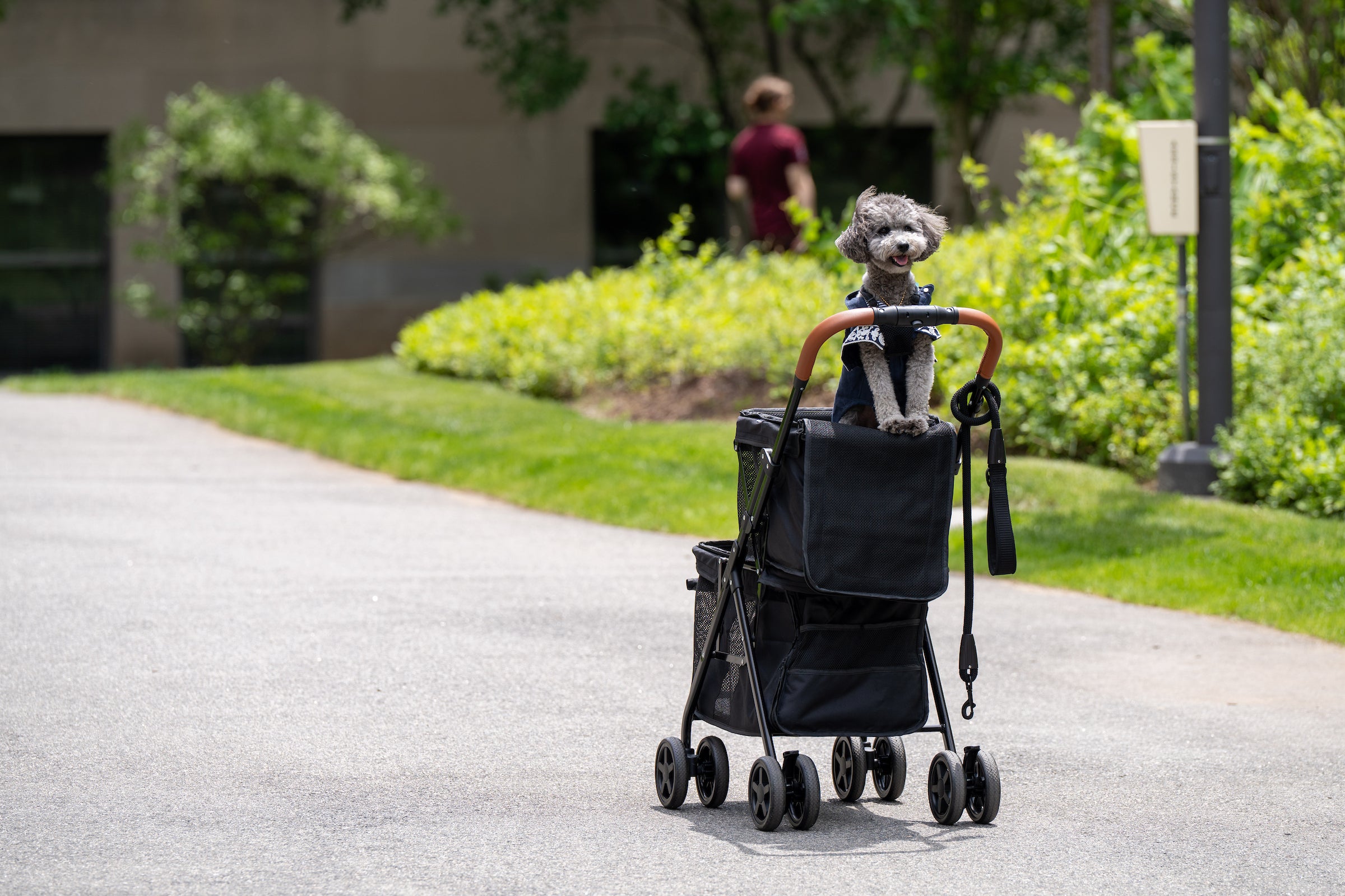 A fluffy gray dog sits happily in a black pet stroller on a paved path surrounded by greenery.