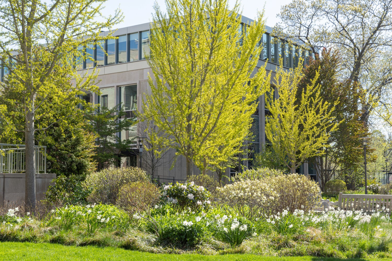 A building behind trees with green leaves, bushes, and white daffodils.